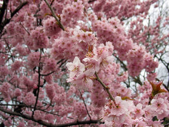 Sakura