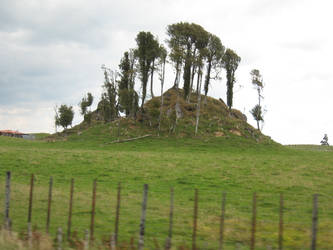 Tree Mound