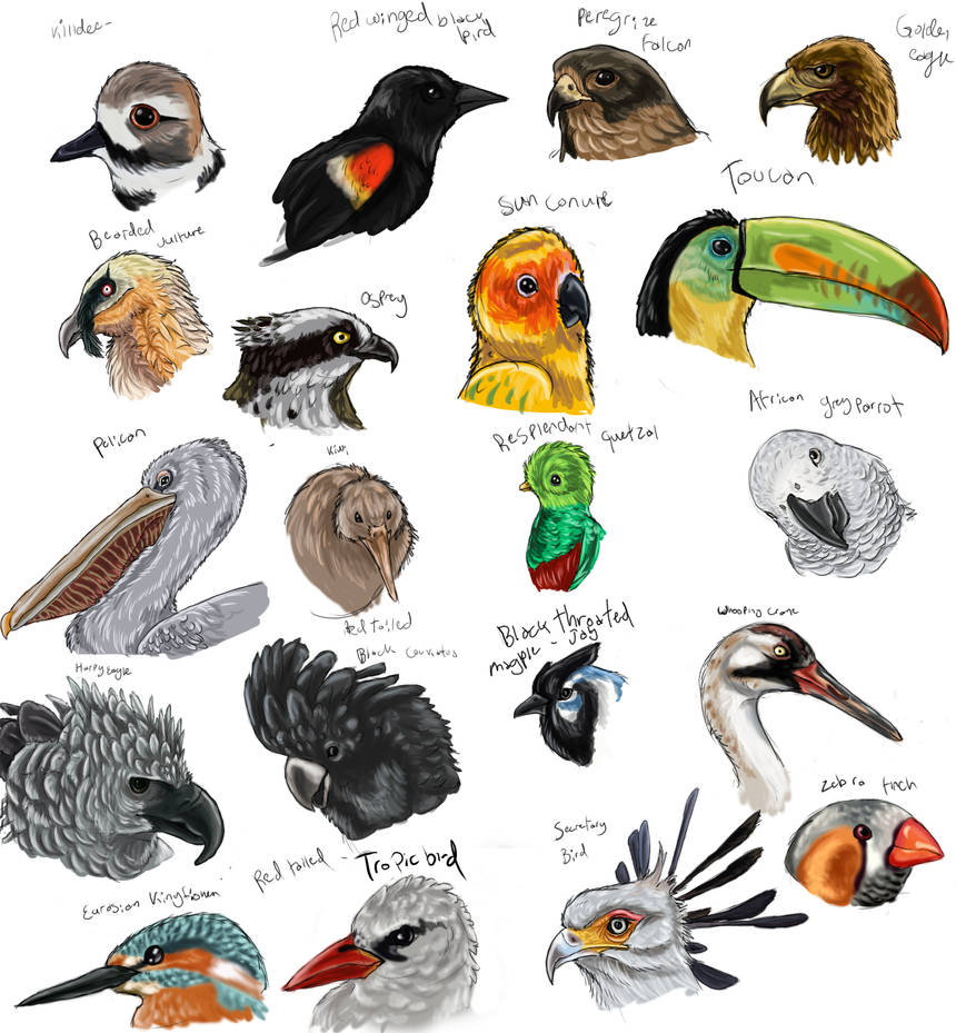 Birdbrains by Da-Lizzard