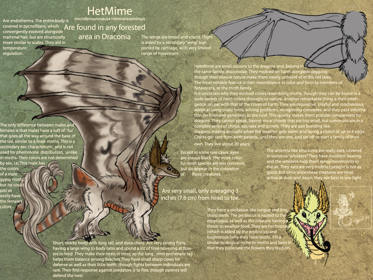 HetMime species sheet