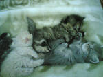 lil kittens by ReemArts