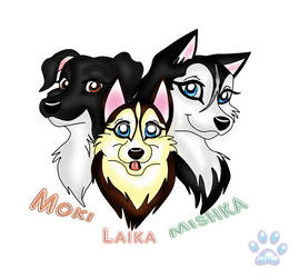 Mishka, Moki and Laika