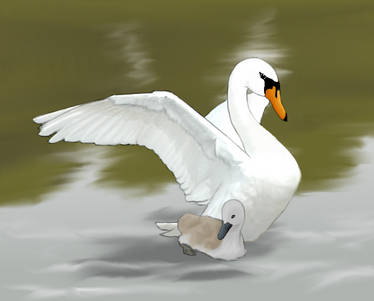 Mute Swan