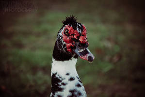 Cairina Moschata by ValeriyaSegal