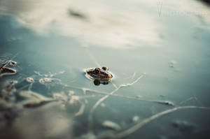 Swamp Thing II