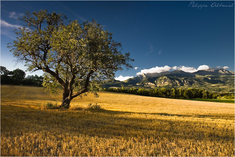 Charm from Provence