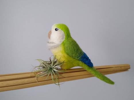 Quaker Parrot Clip