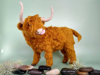 Highland Coo