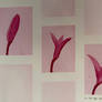 Dream Sequence in Scarlet