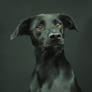 Dog Portrait - Pynio