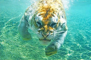 Tiger cooling off