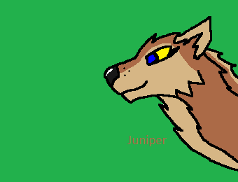 Wolf head shot for EnderWolfEcho