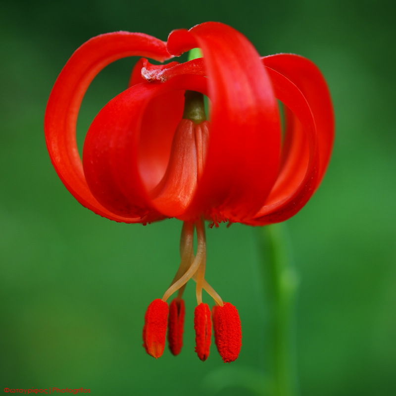 Lilium chalcedonicum