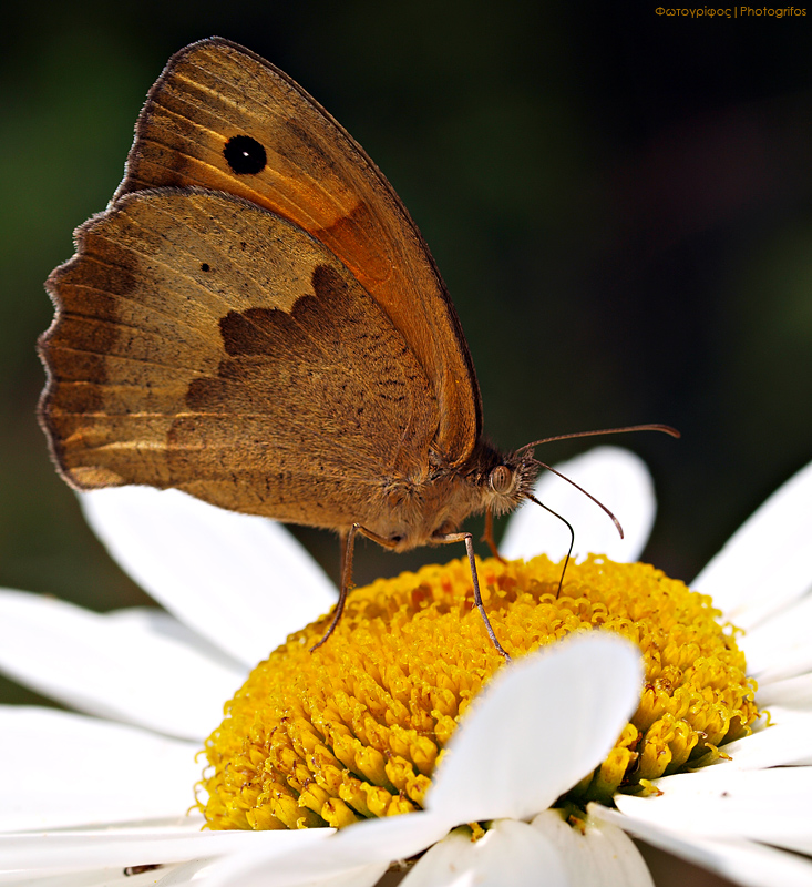 Hungry butterfly