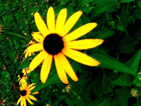 Black-eyed Susan