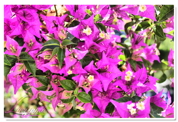 Bougainvillea