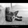 Sleeping Beauty