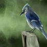 Blue Jay on Log