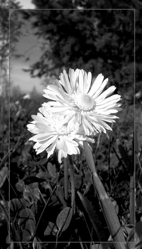 LaisyDaisies