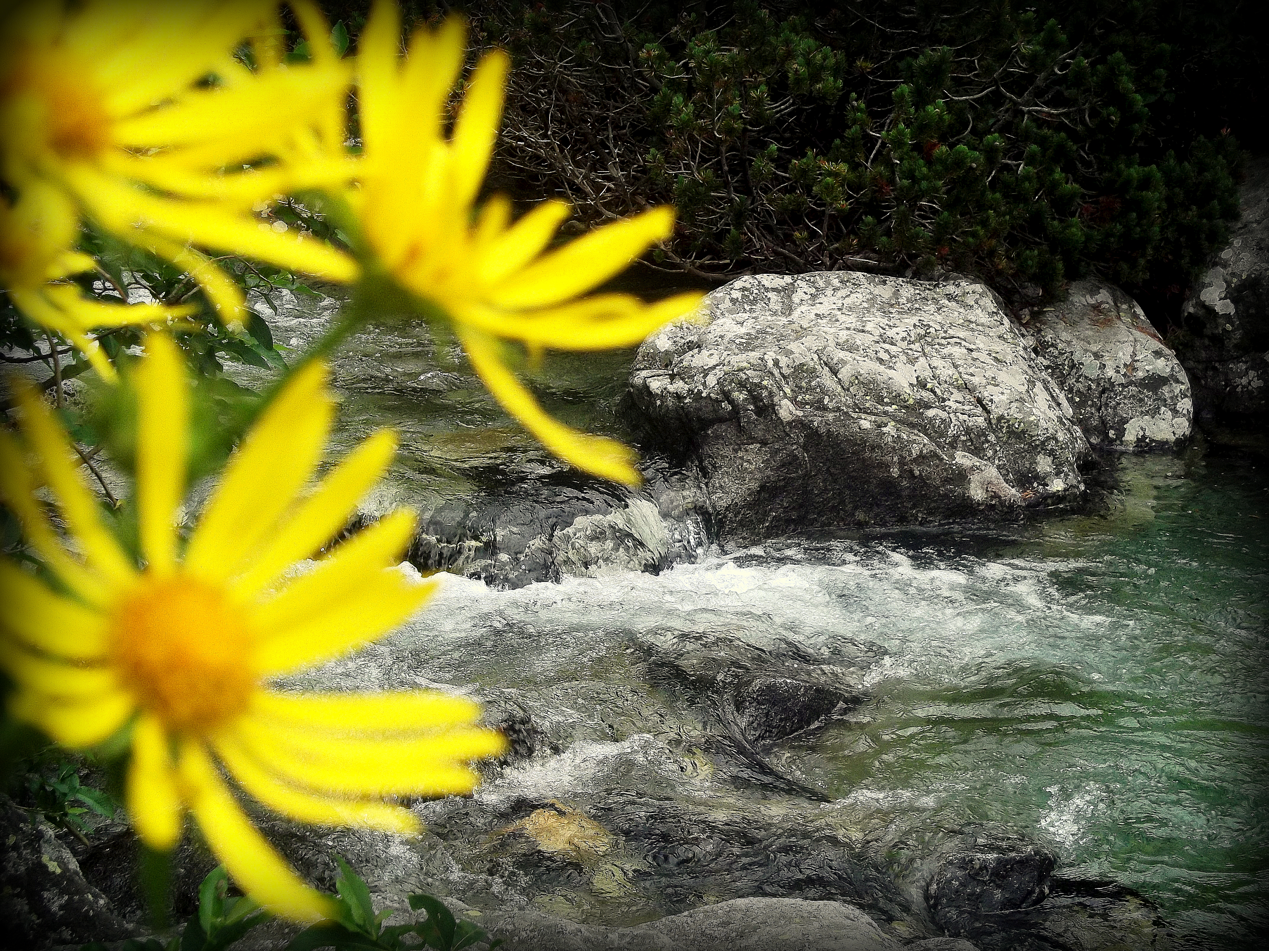 flowers in the weterfall