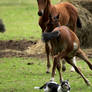 Foal and dog Stock 2