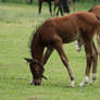 Foal Stock 8