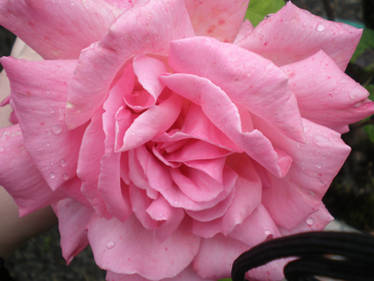 Pink rose