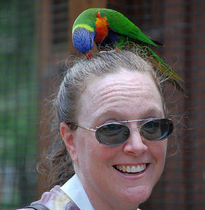 Lorikeet Perch