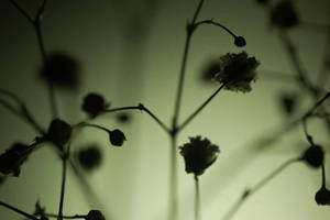 Baby's Breath in Silhouette