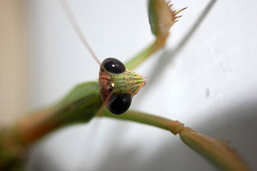 The Mantis Stare