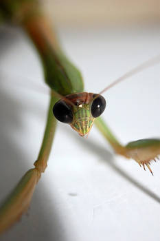 Mantis Stare, Rotated