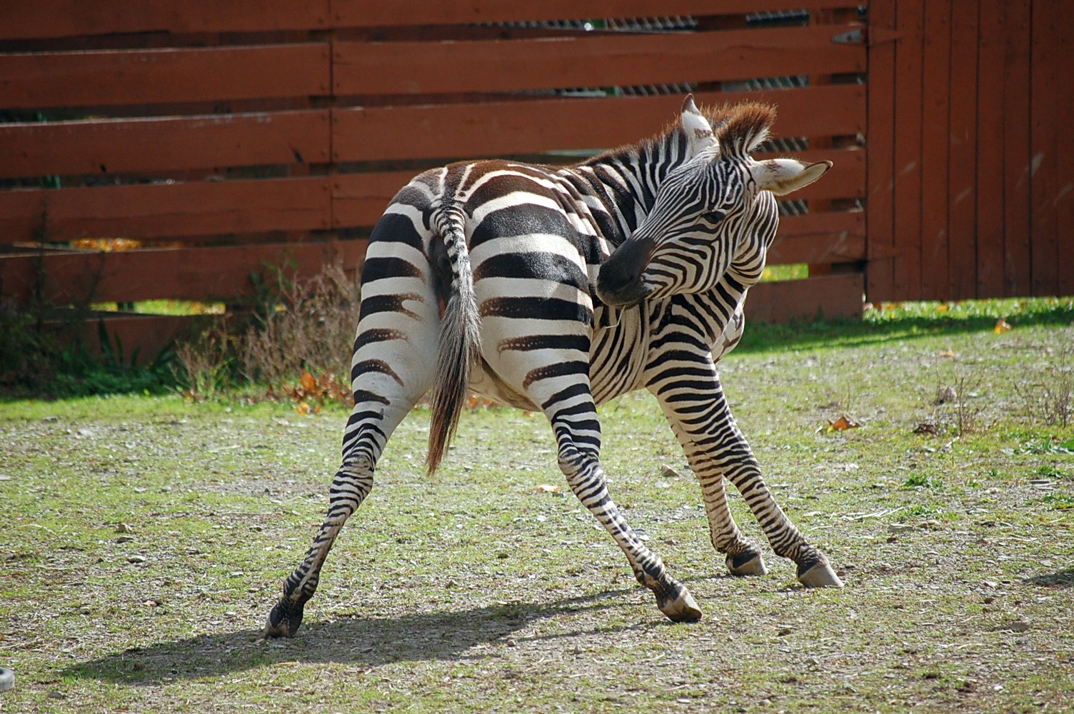 The Zebra Dance