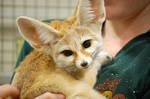 Fennec Fox by mtsofan