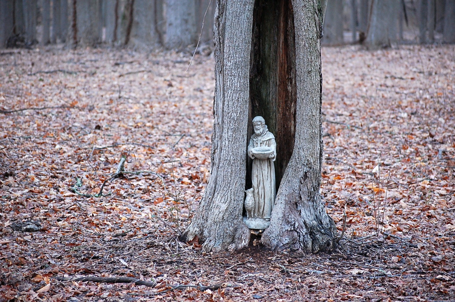 Francis in the Woods