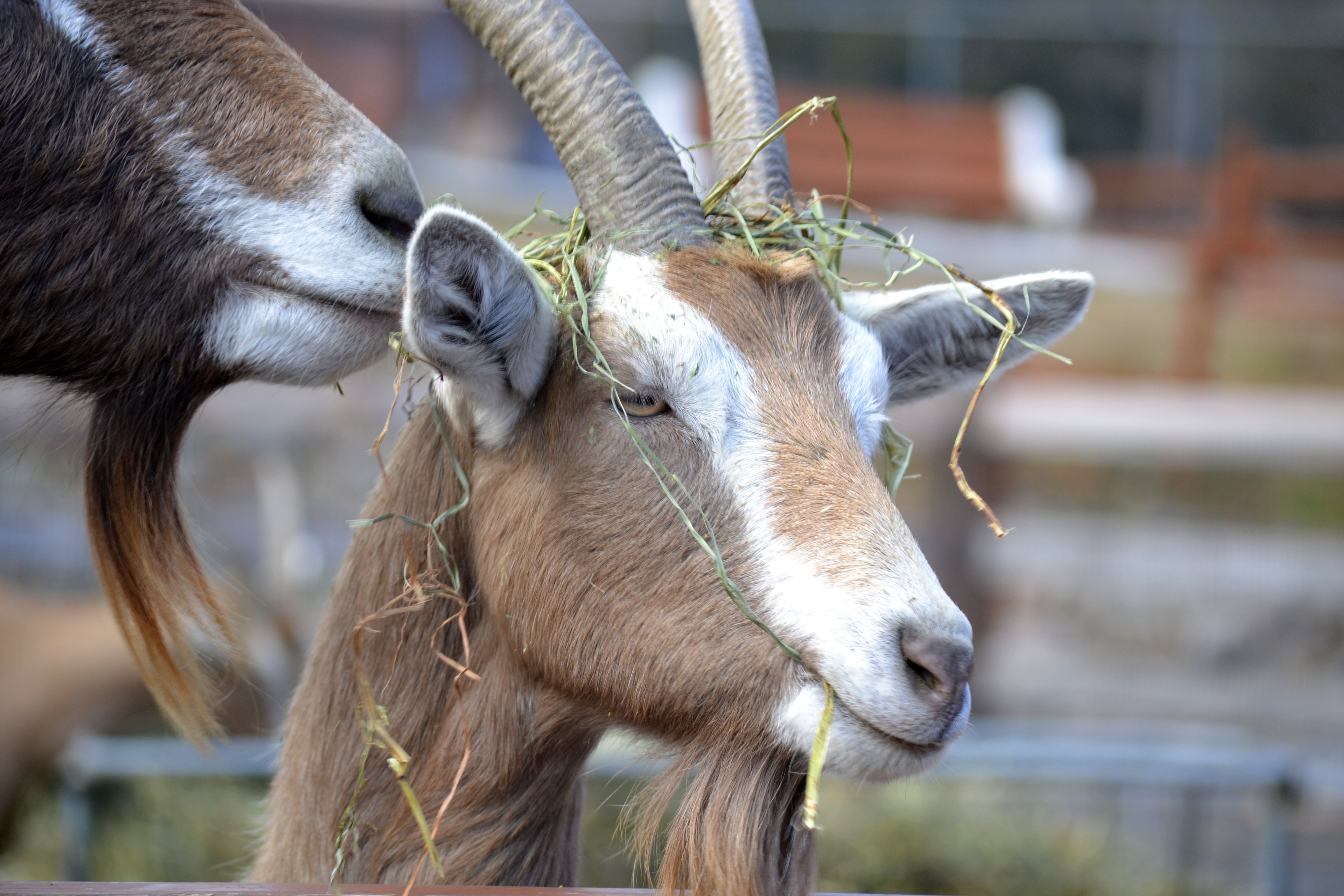 Goat Hair