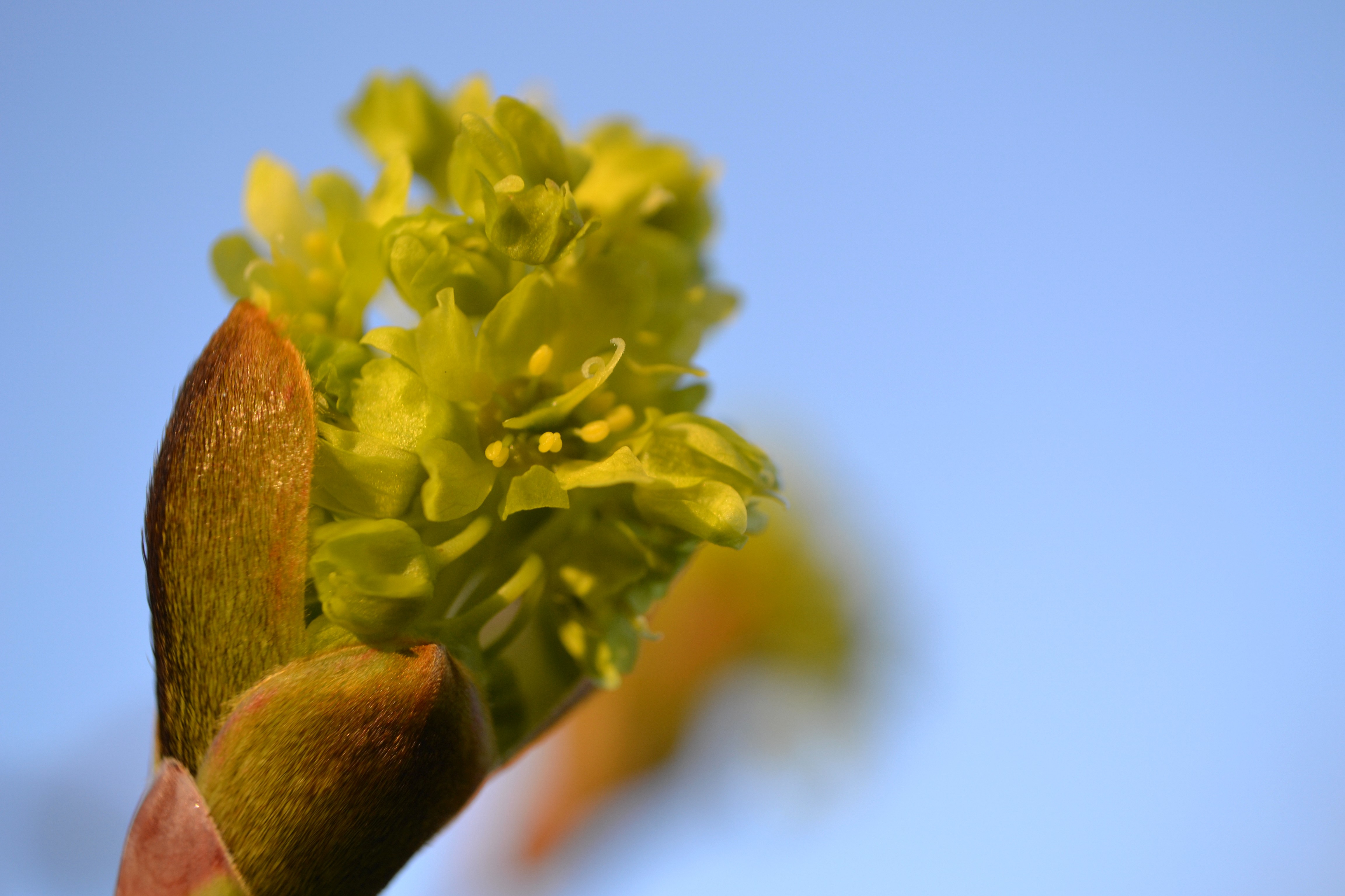 The Trees Declare Spring