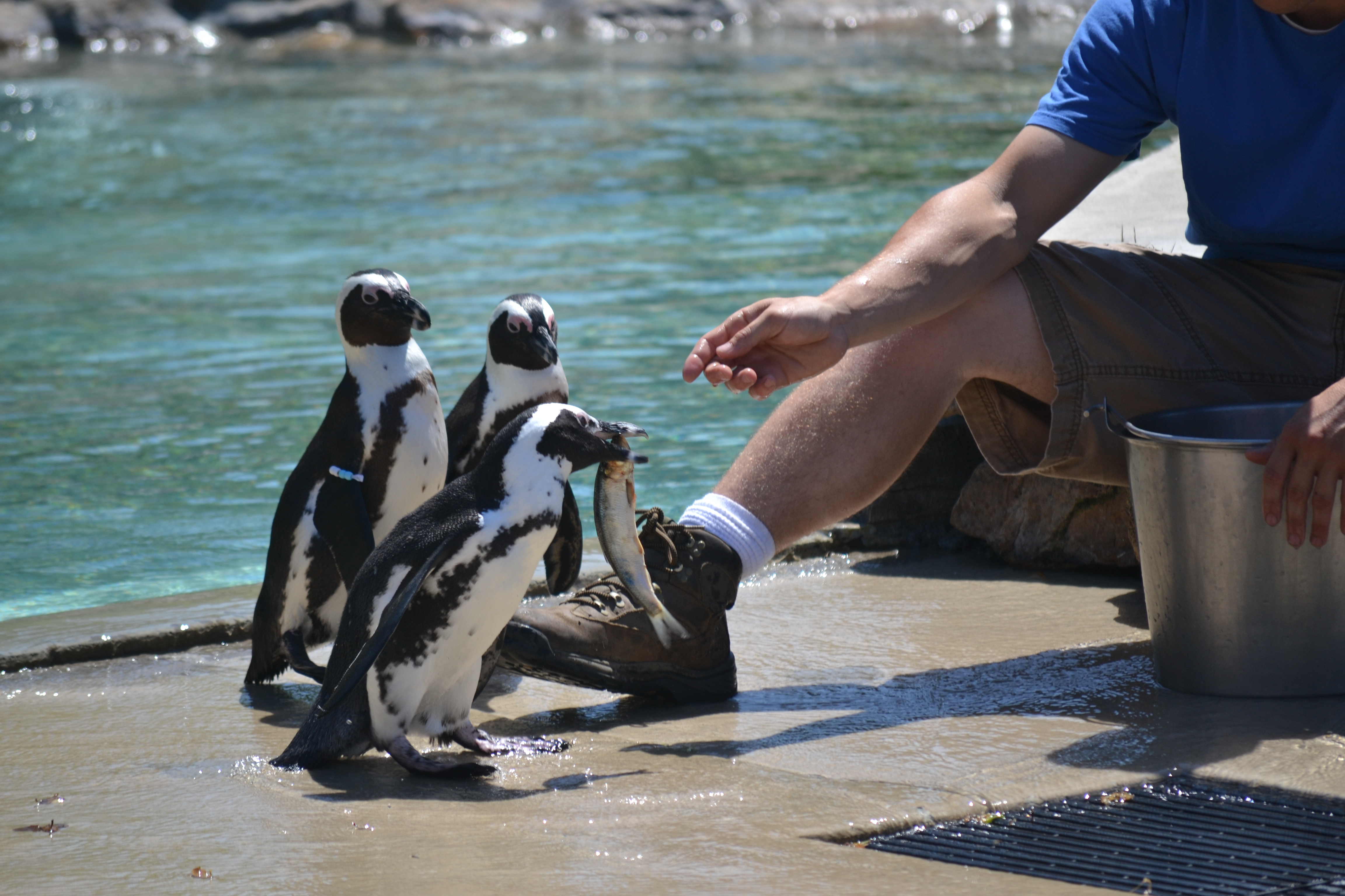 Penguin Dinner