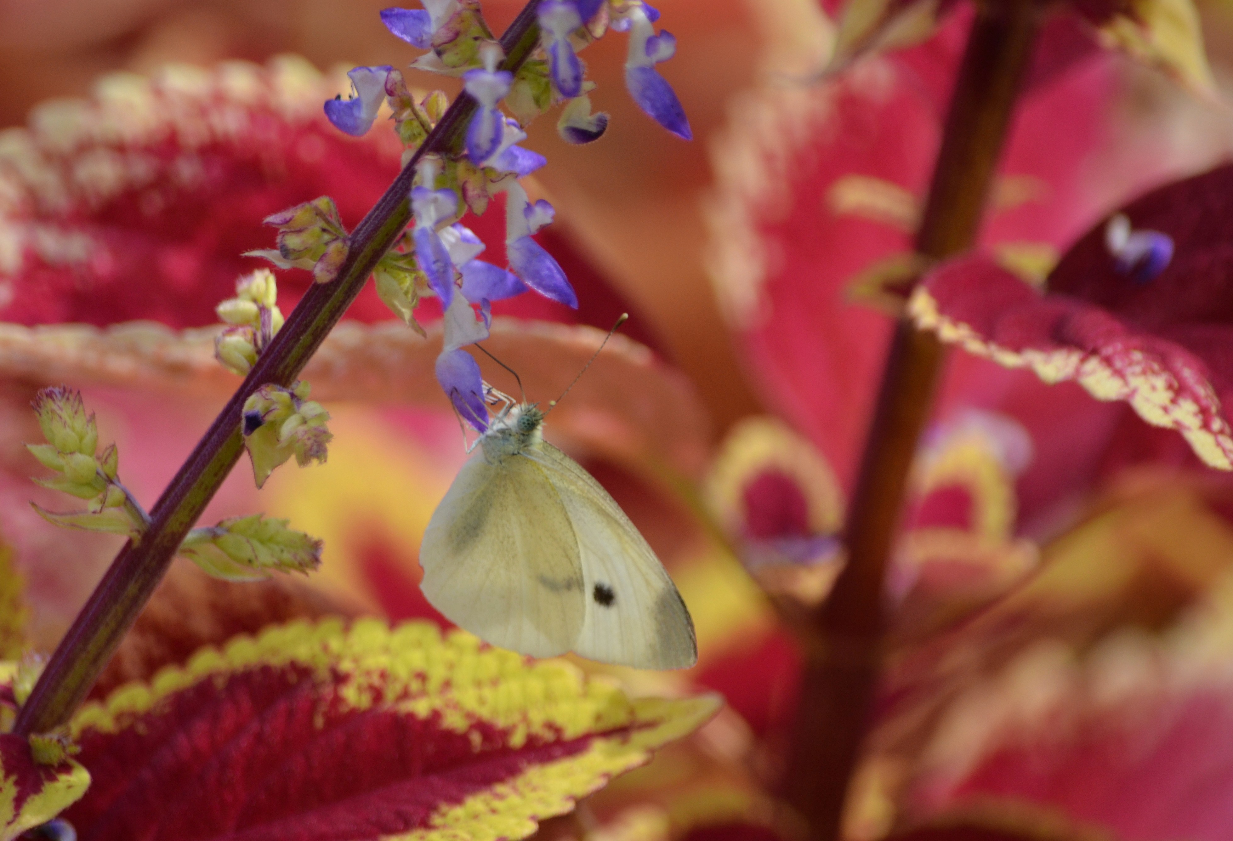 Cabbage White on Coleus