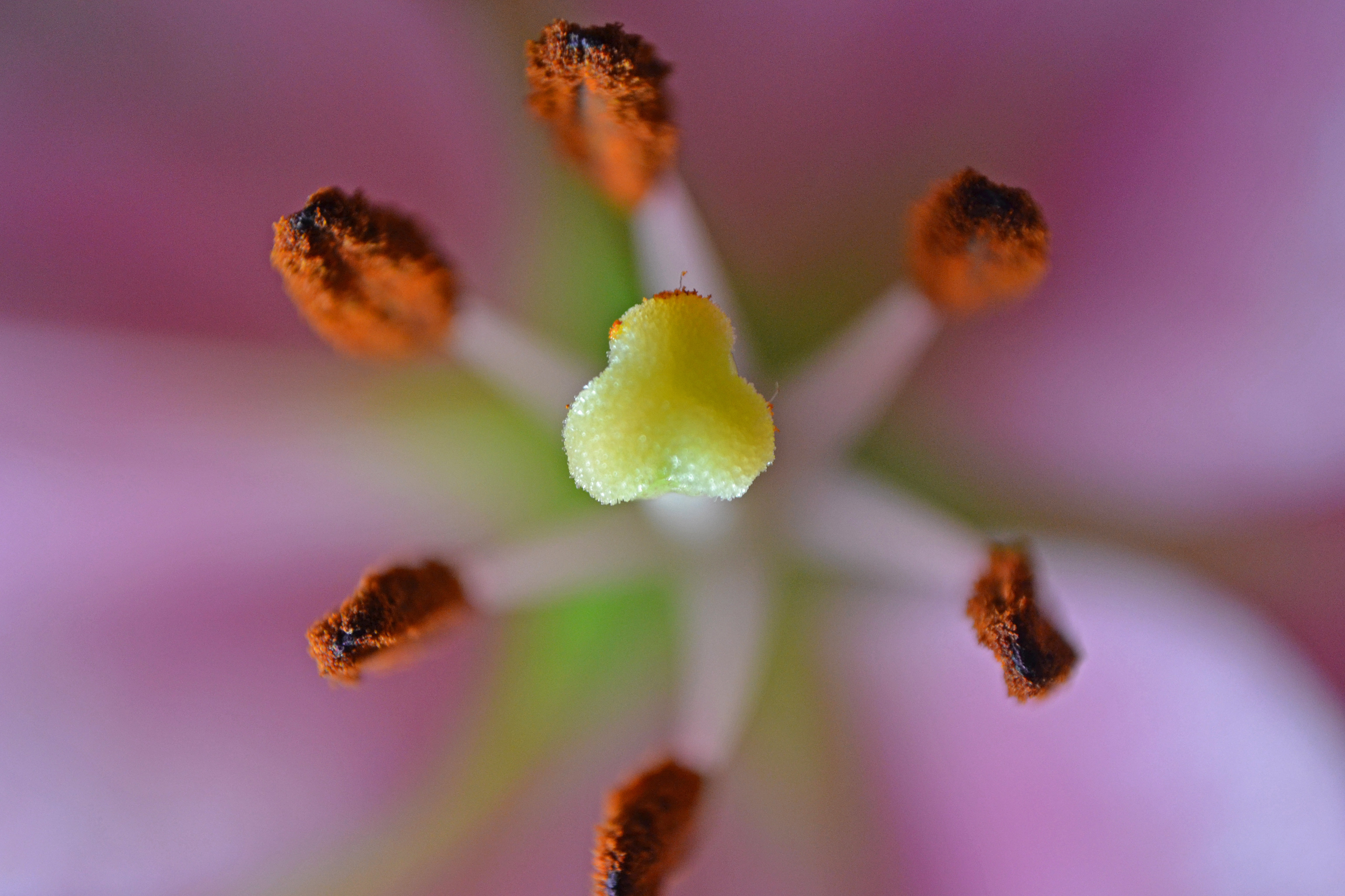 Playing Catch with Pollen