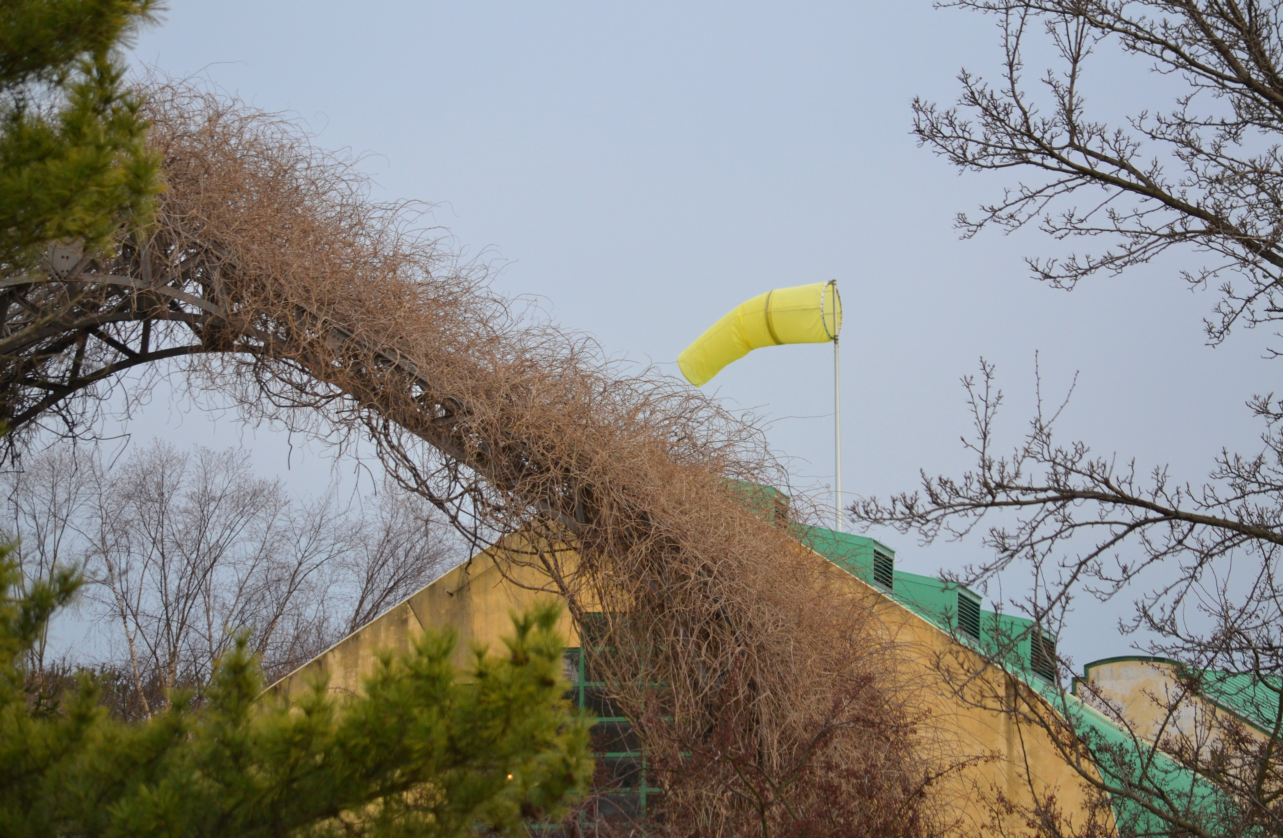 Yellow Wind Sock