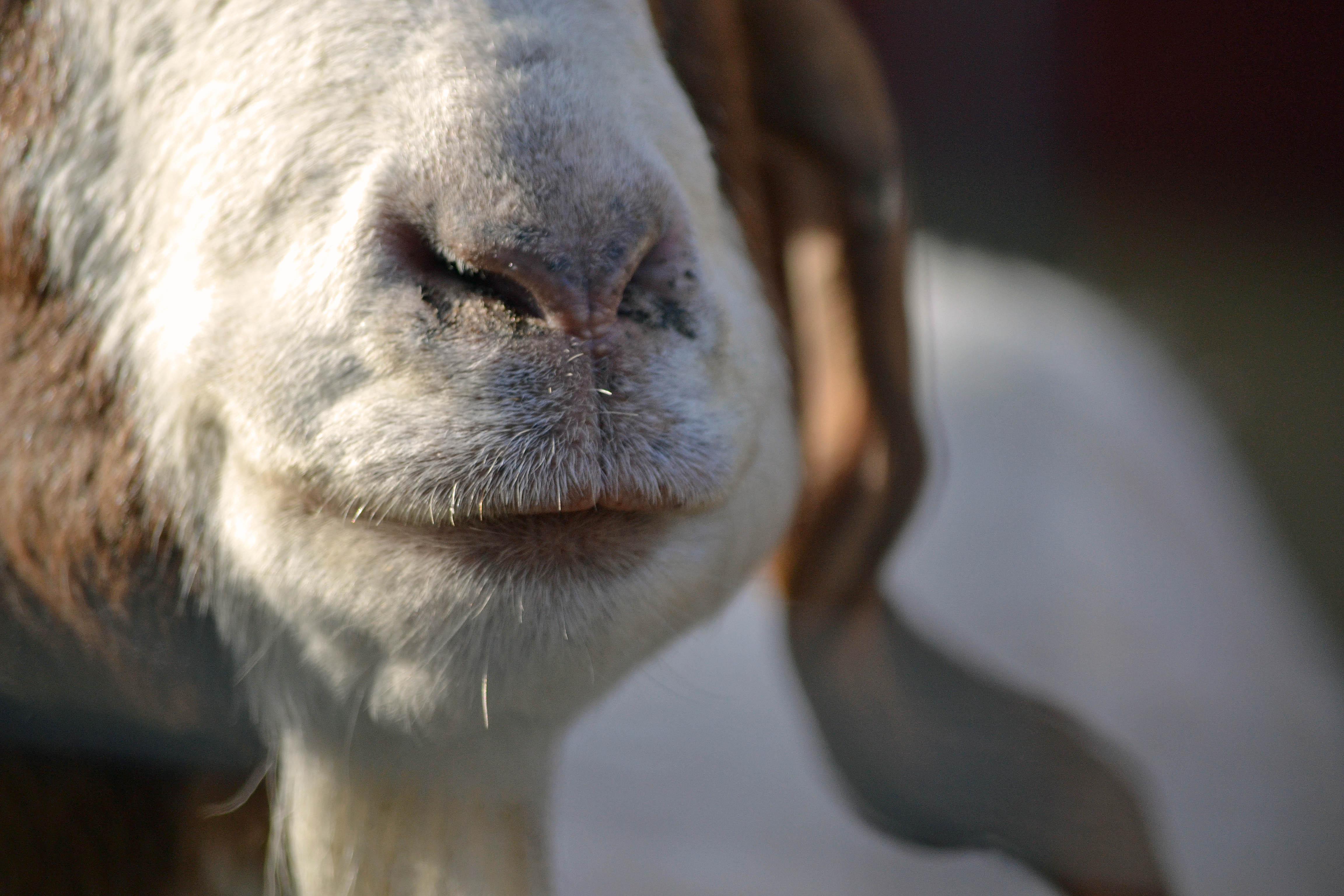 Goat Lips