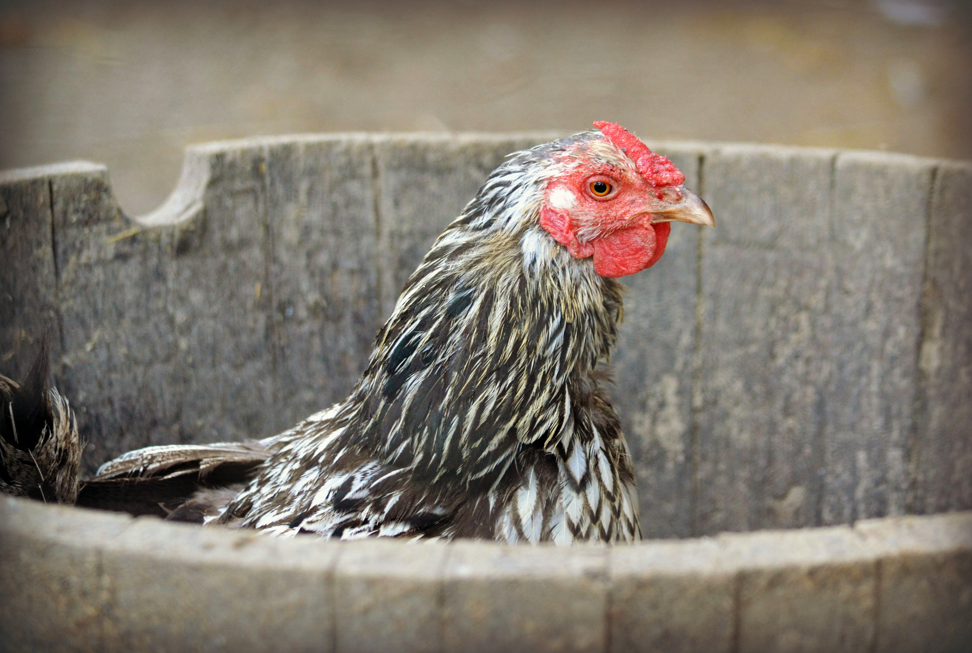 Bucket of Chicken