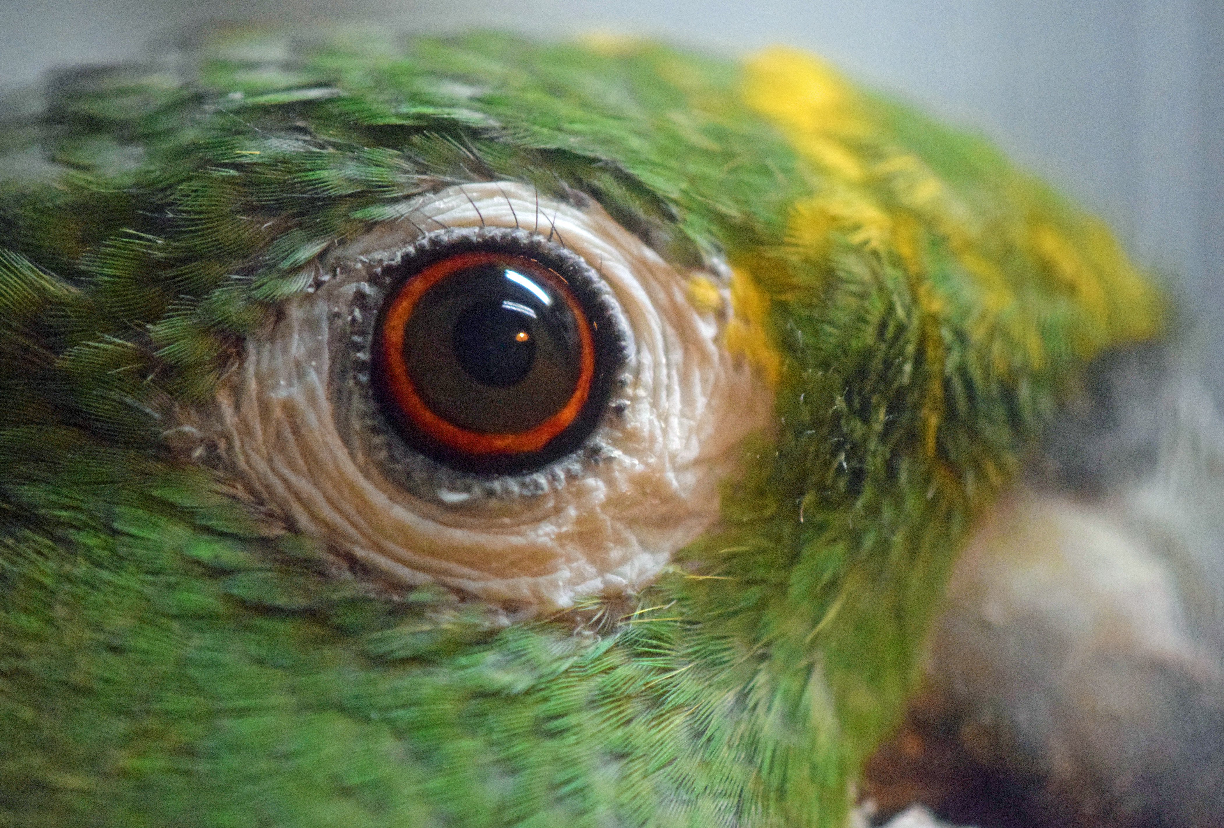 Amazon Eye