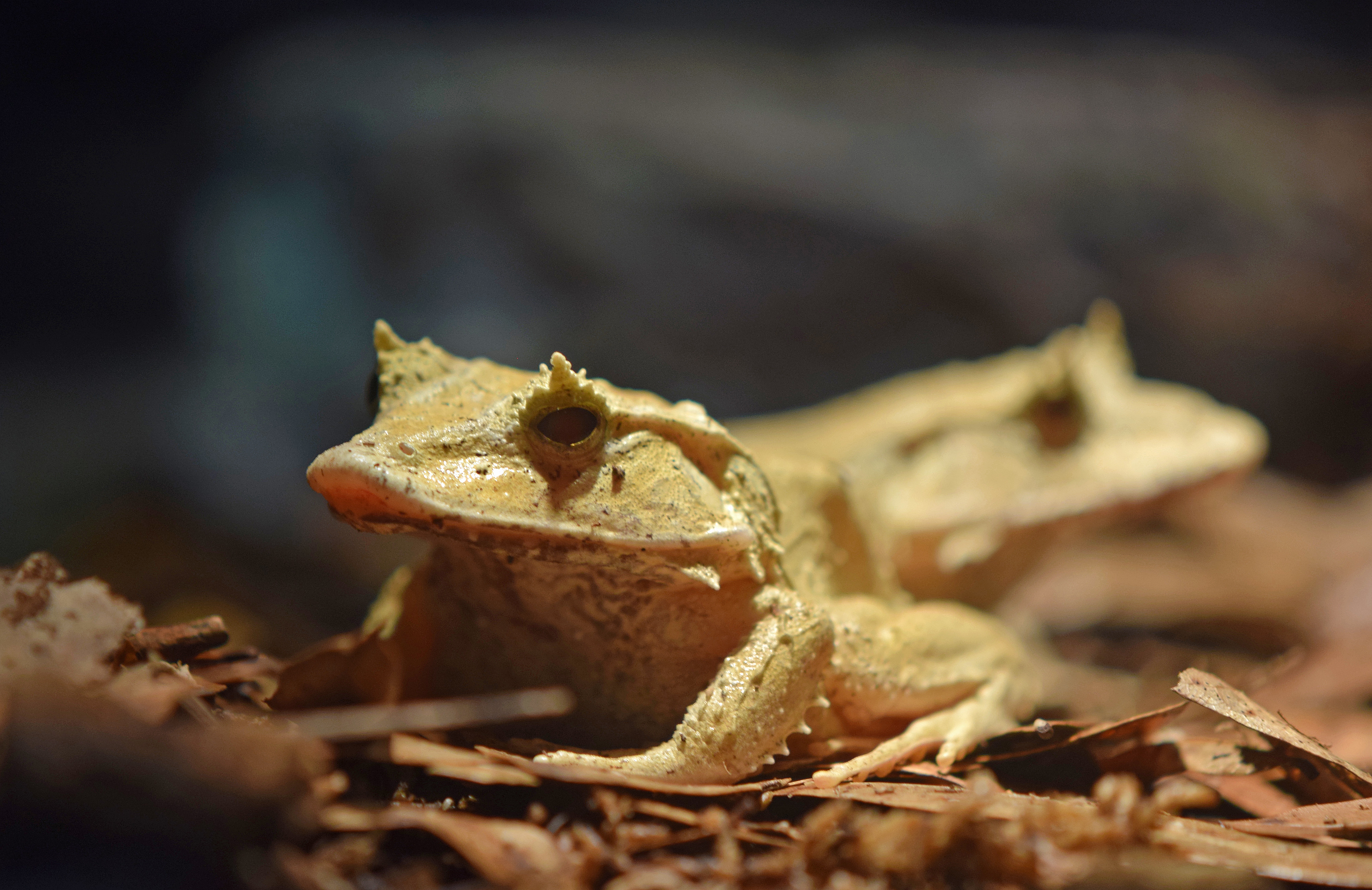 Solomon Islands Leaf Frog