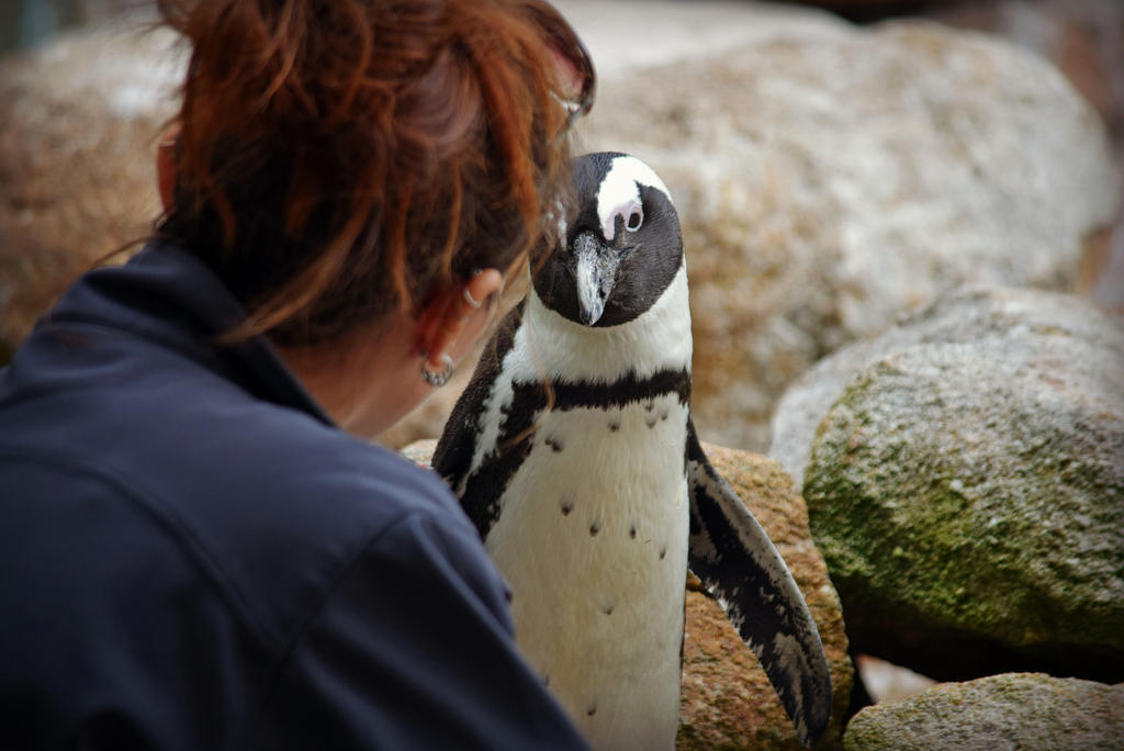 Chat with a Penguin