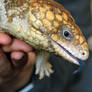 Shingleback