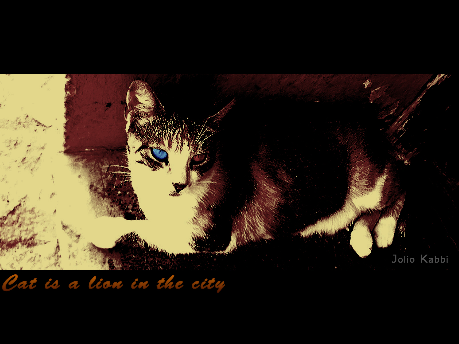 Cat is a lion in the city