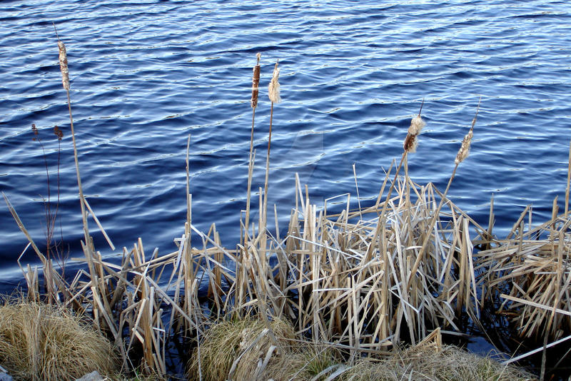 cattails by deviltwin on DeviantArt