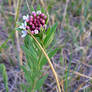 Flowers in Mongolia IV