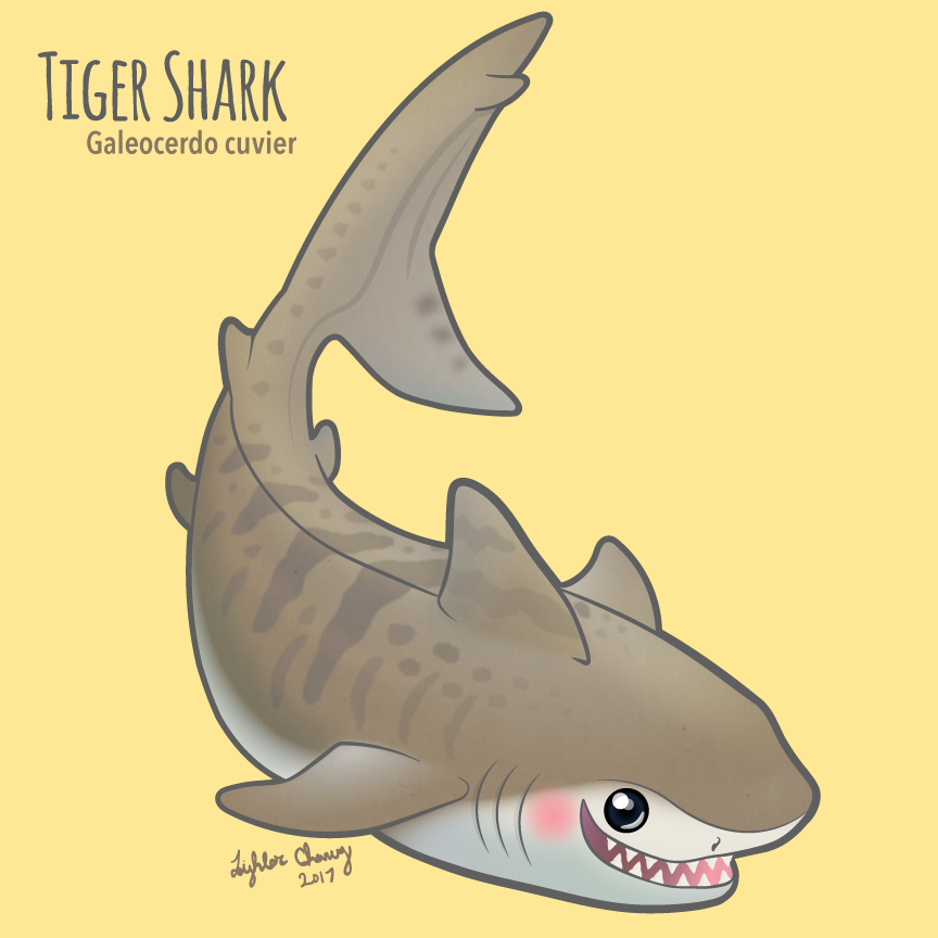 Tiger Shark - Galeocerdo cuvier